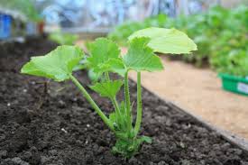 However, scientists say we must not place too much faith in trees to save us. When To Plant Zucchini Top Timing Tips For Success