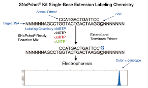 Their characteristics, how snp markers are developed? Snp Genotyping By Fragment Analysis Thermo Fisher Scientific De