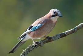 Maybe you would like to learn more about one of these? Jay Wikipedia