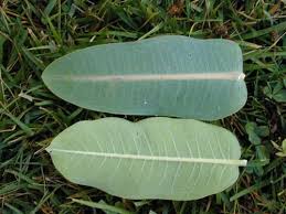 Asclepias Syriaca Bring Back The Monarchs Asclepias Butterfly Habitat Milkweed