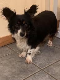 Finn de beste gratis arkivbildene om corgi puppies for adoption san diego. Pets For Adoption At Colorado Corgis And Friends In Denver Co Petfinder