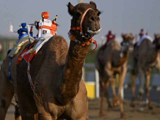 ماراثون الصحراء