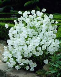 Campanula Carpatica F Alba Weisse Clips Plants Flower Garden White Gardens
