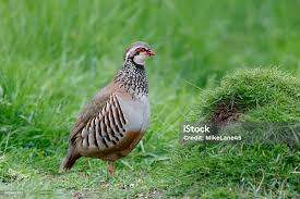 Image result for Alectoris rufa