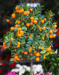 Image result for Citrus reticulata