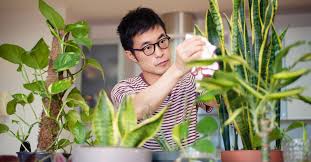 We did not find results for: 7 Science Backed Benefits Of Indoor Plants