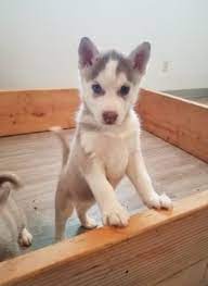 It's also free to list your available puppies and litters on our site. Siberian Husky Puppy Dog For Sale In Green Bay Wisconsin