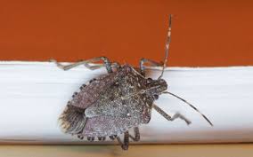 Stink bug pest control services. Boxelder Bugs Stink Bugs In The Fall Batzner Pest Control