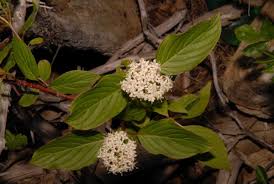 Image result for Sericorema sericea