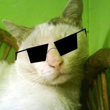 Kucing bisa terkena penyakit cacingan atau memiliki parasit cacing pada saluran penceranaanya. Kucing Nyentrik On Twitter Aduh Sakit Perut Lagi