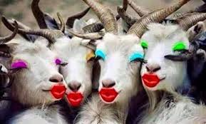 Pin By Anne Tomkinson On Kathy The Goat Funny Animal Pictures Funny Animals Cute Animals