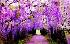 The garden was originally the private. Epic Best 25 Beautiful Japanese Flower Gardens Ideas That You Need To See Https Decoredo C Purple Flowers Wallpaper Most Beautiful Flowers Beautiful Flowers