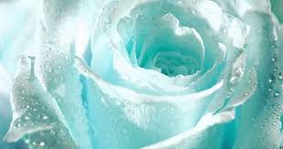 Delicate Delightful Divine Rose Omg Such Hues Light Blue Roses Blue Roses Flower Seeds