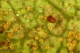 Jun 24, 2020 · surface of a strawberry under a microscope. Twospotted Spider Mites And Eggs On The Underside Of A Strawberry Leaf Download Scientific Diagram