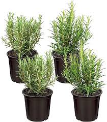 Image result for rosemary container