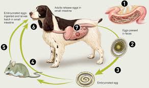 hookworm roundworm whipworm symptoms worms in dogs