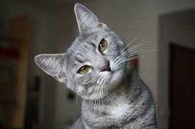 Never use dog or human shampoo to wash the kittens because they can dry out the skin. Can You Use Baby Shampoo On Cats The Pet Supply Guy