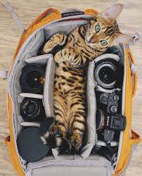 Meet Suki The Traveling Cat Who S Living A Better Life Than You Bengal Cat Adventure Cat Cats