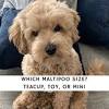The average cost of a dallas maltipoo puppy for sale really depends on a range of different factors. 1