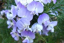 Image result for Psoralea glabra