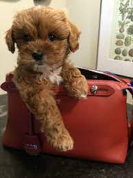 Red Cavapoo Named Maple Cute Dog Pictures Cavapoo Puppies Baby Puppies