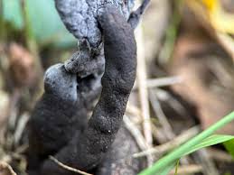 Image result for Xylaria polymorpha