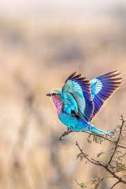 Lilac Breasted Roller In Flight Beautiful Birds Pretty Birds Pet Birds