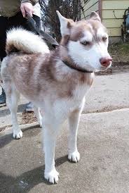 Timeline Photos For The Love Of Louie Michigan Lost Pet Lookers Losing A Dog Husky Losing A Pet