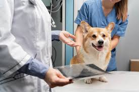 Emergency Veterinary Care in Corpus Christi, TX | South Texas Vet