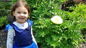 Growing and selling quality peonies and tree peonies. Planting Margaret Truman Peony From Walmart Youtube