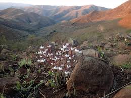 Image result for Trichodesma physaloides