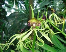 Aug 22, 2021 · orchids are beautiful, delicate flowers that come in array of colors, shapes, and sizes. 6 Types Of Orchids Disguised As Animals