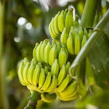 The cavendish banana plant is a giant herb. Dwarf Cavendish Banana Trees For Sale Brighterblooms Com