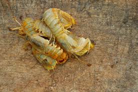 Lipan definition, a member of a group of apache indians who lived in the u.s. Silver Mantis Shrimp Or Known As Udang Ketak And Udang Lipan In Malaysia On Old Wooden Chopping Board Shrimp Ready To Be Cooked After Mixed With Turmeric And Salt Stock Photo