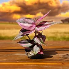 Image result for Tradescantia zebrina