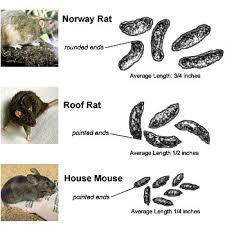 Unfortunately, the conventional pest control measures are, at times, more. Managing Rodent Pests Province Of British Columbia