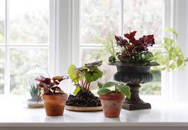 Know your begonias 00:39 watering 01:23 sufficient sunlight 02:13 good soil 02:53 fertilization 03 heart shaped leaves. Houseplant Help 5 Tips To Keep Finicky Begonia Rex Alive Gardenista