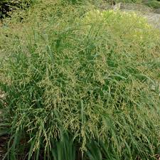 Image result for Panicum comorense