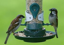 When we feed wild birds in our backyards we usually just watch them from our kitchen window or maybe sitting on our back porch drinking some tea the only trust we are really looking for here is for the birds to be comfortable around you and possibly even eat out of your hand, which is very possible. 5 Ways To Attract Beautiful Birds To Your Yard Off The Grid News
