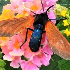 Image result for Empogona sp. A