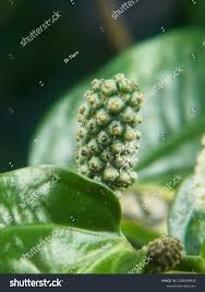 Image result for Piper capense