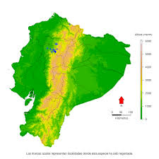 Image result for Strabomantis necerus