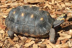 Red Footed Tortoise Wikipedia