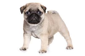 Browse thru our id verified puppy for sale listings to find your perfect puppy in your area. Pug Puppies In Miami Tel For Sale In Miami Florida Classified Americanlisted Com