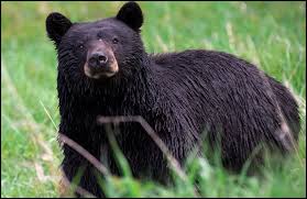 Black Bear Population By State 2019 Wdfw Changes Bear Hunting Rules Now Hunters Can Bag Two Bears On Either Side Of State The Independent