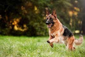 Welcome to our article focusing on german shepherd but just how much does a german shepherd puppy cost, and why do some german shepherd dogs cost more than others? How Much Does A German Shepherd Cost Ultimate Buyer S Guide Perfect Dog Breeds