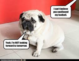 By emily walker october 8, 2020, 10:03 am. I Has A Hotdog Fat Funny Dog Pictures Dog Memes Puppy Pictures Pictures Of Dogs Dog Pictures Funny Pictures Of Dogs Dog Memes Puppy Pictures Doge Cheezburger