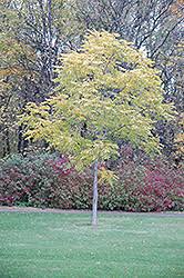 The kentucky coffee tree is a native plant of america and is in the fabaceae or pea family. Kentucky Coffeetree Gymnocladus Dioicus In Denver Centennial Littleton Aurora Parker Colorado Co At Tagawa Gardens