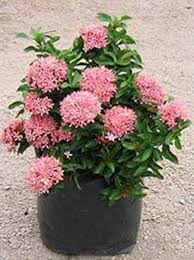 Image result for Ixora hartiana