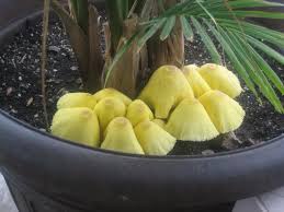It is bright orange or yellow, with a tender. Leucocoprinus Birnbaumii Wikipedia
